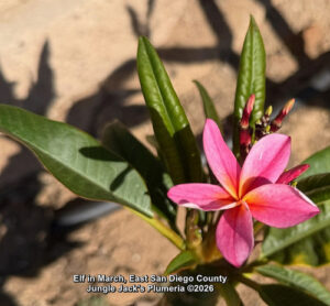 Elf plumeria flower - Jungle Jack source photo