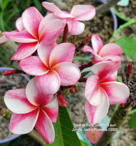 Elsie plumeria flower - Jungle Jack source photo