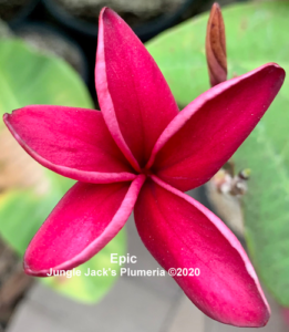 Epic plumeria flower - Jungle Jack source photo