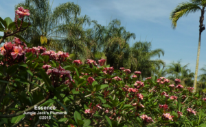 Essence plumeria flower - Jungle Jack source photo