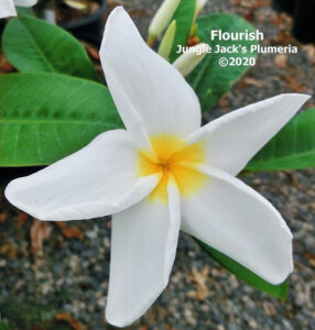 Flourish plumeria flower - Jungle Jack source photo