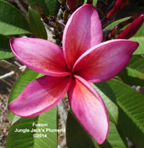 Fusion plumeria flower - Jungle Jack source photo