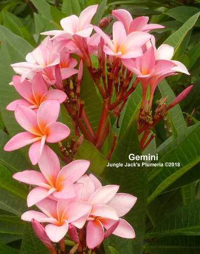 Gemini plumeria flower - Jungle Jack source photo