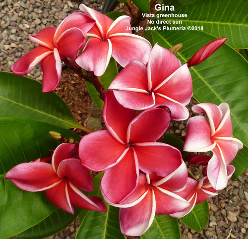 Gina plumeria photo