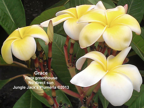 Grace plumeria flower - Jungle Jack source photo