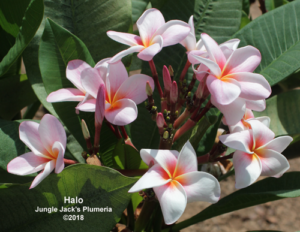 Halo plumeria flower - Jungle Jack source photo