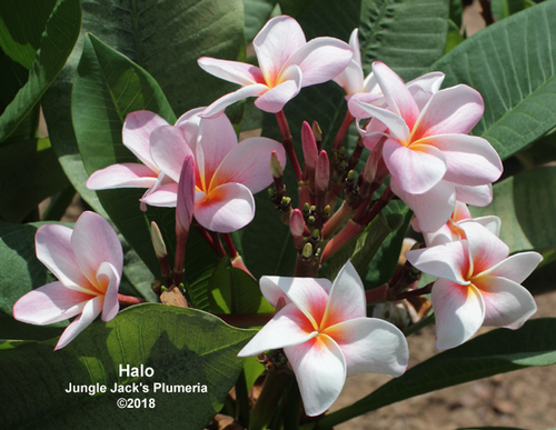 Halo plumeria flower - Jungle Jack source photo