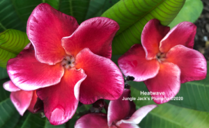 Heat Wave plumeria flower - Jungle Jack source photo