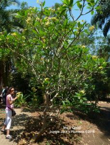 Inca Gold plumeria flower - Jungle Jack source photo