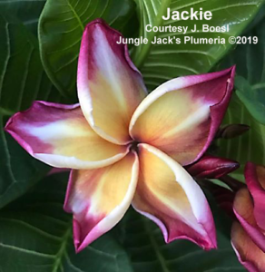 Jackie plumeria flower - Jungle Jack source photo