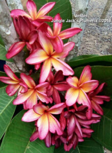 Jester plumeria flower - Jungle Jack source photo