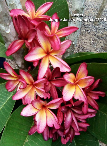 Jester plumeria flower - Jungle Jack source photo