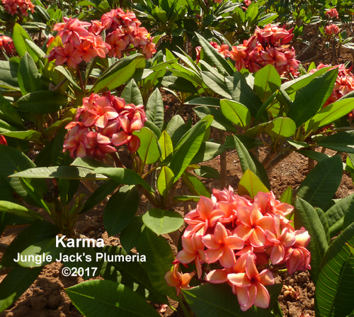 Karma plumeria flower - Jungle Jack source photo