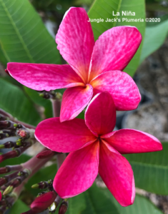 La Niña plumeria flower - Jungle Jack source photo