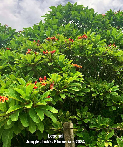 Legend plumeria flower - Jungle Jack source photo