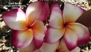 Lord Byron plumeria flower - Jungle Jack source photo
