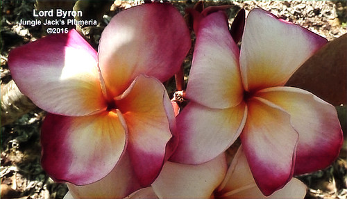 Lord Byron plumeria flower - Jungle Jack source photo