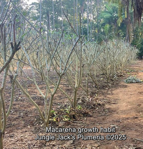 Macarena plumeria flower - Jungle Jack source photo