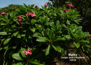 Malika plumeria flower - Jungle Jack source photo