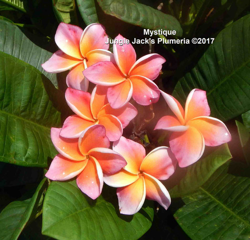 Mystique plumeria flower - Jungle Jack source photo