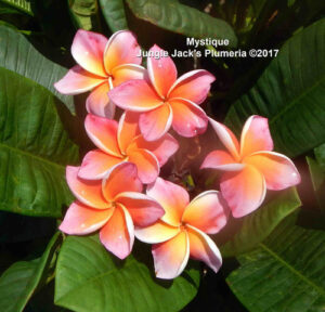 Mystique plumeria flower - Jungle Jack source photo