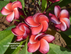 Obsession plumeria flower - Jungle Jack source photo