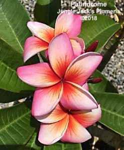 Palindrome plumeria flower - Jungle Jack source photo