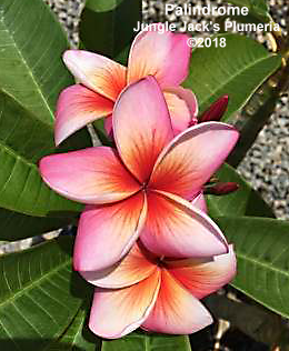 Palindrome plumeria flower - Jungle Jack source photo