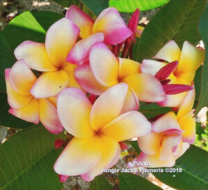 Piñata plumeria flower - Jungle Jack source photo