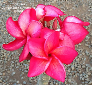 Pink Jack plumeria flower - Jungle Jack source photo