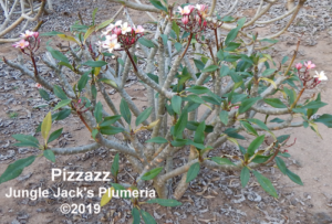 Pizzazz plumeria flower - Jungle Jack source photo
