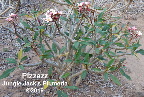Pizzazz plumeria flower - Jungle Jack source photo