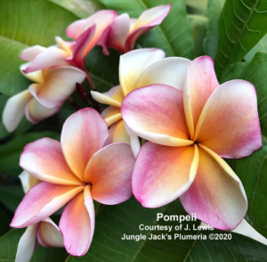 Pompeii plumeria flower - Jungle Jack source photo