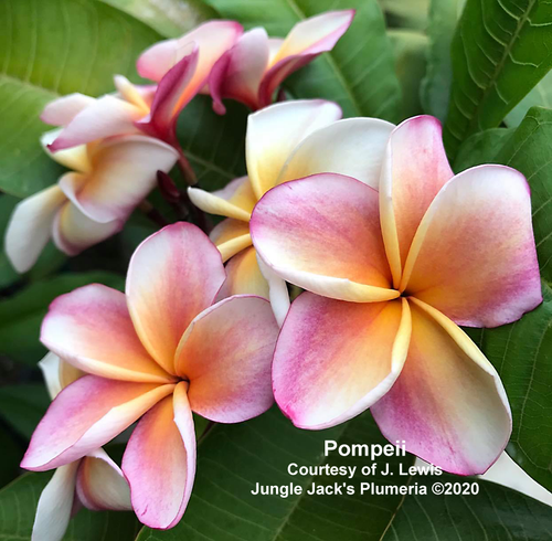 Pompeii plumeria flower - Jungle Jack source photo