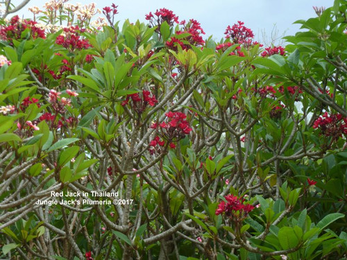 Red Jack plumeria flower - Jungle Jack source photo