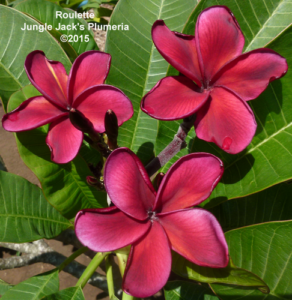 Roulette plumeria flower - Jungle Jack source photo