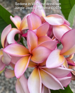 Sedona plumeria flower - Jungle Jack source photo