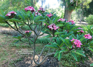 Serenade plumeria flower - Jungle Jack source photo