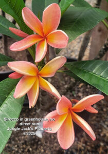 Sirocco plumeria flower - Jungle Jack source photo