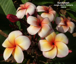 SunSplash plumeria flower - Jungle Jack source photo