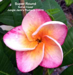 SuperRound plumeria flower - Jungle Jack source photo