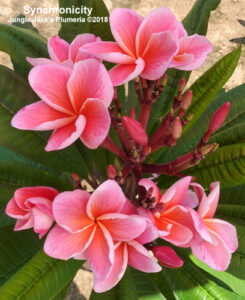 Synchronicity plumeria flower - Jungle Jack source photo