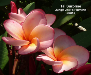 Tai Surprise plumeria flower - Jungle Jack source photo