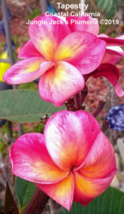 Tapestry plumeria flower - Jungle Jack source photo
