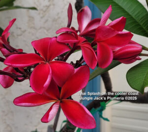 Thai Splash plumeria flower - Jungle Jack source photo