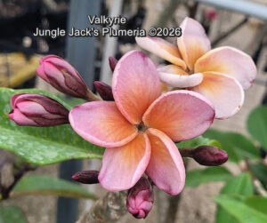 Valkyrie plumeria flower - Jungle Jack source photo