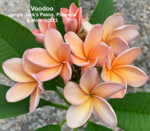 Voodoo plumeria flower - Jungle Jack source photo
