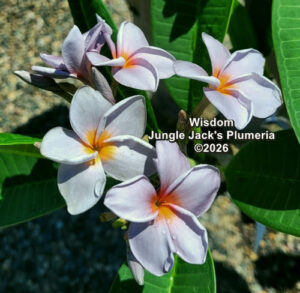 Wisdom plumeria flower - Jungle Jack source photo