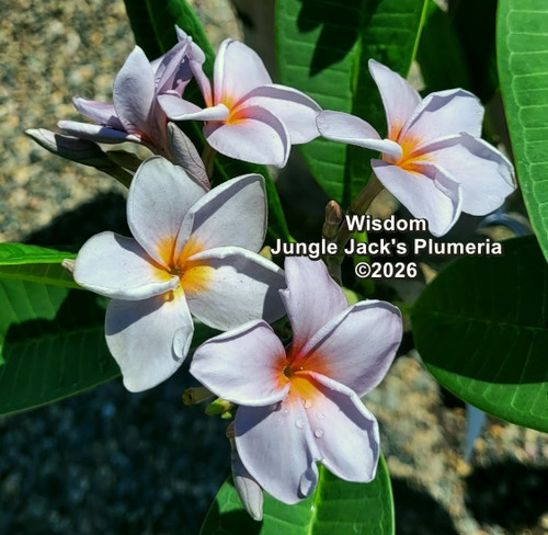 Wisdom plumeria flower - Jungle Jack source photo