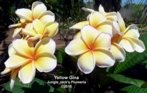 Yellow Gina plumeria flower - Jungle Jack source photo